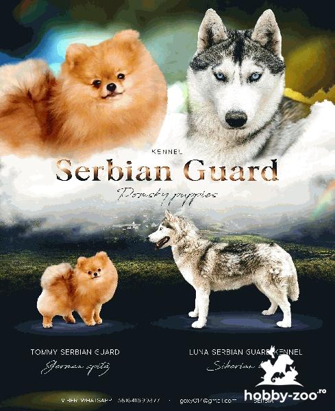 Pomsky catelusi de vanzare