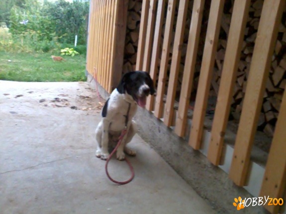 pui cocker metis mascul