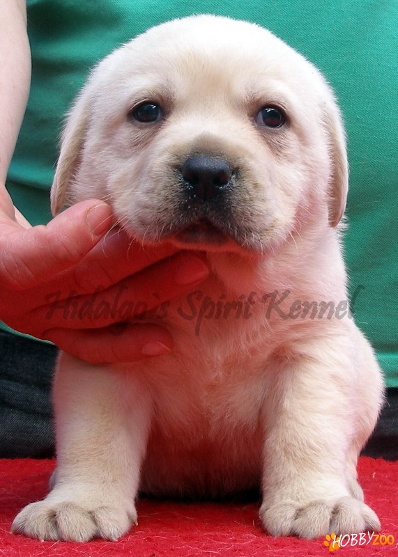Pui Labrador Retriever Hidalgo timis