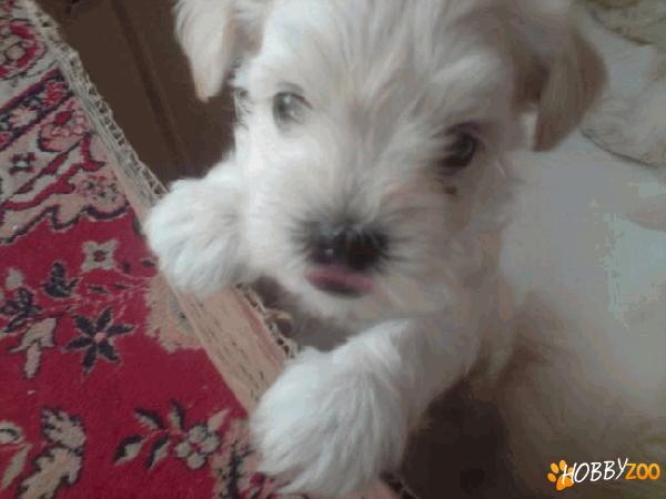 Bichon toy de vanzare