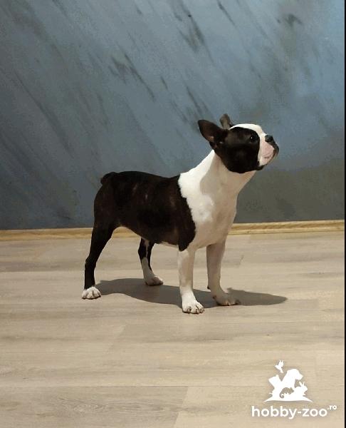 Boston terrier catelusi de vanzare