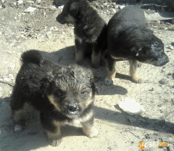 Dau spre adoptie puiuti abandonati 