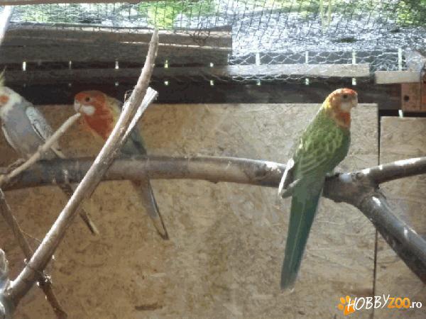 pui rosella foarte draguti