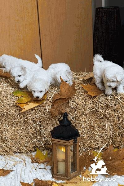 Bichon Frise cățeluși