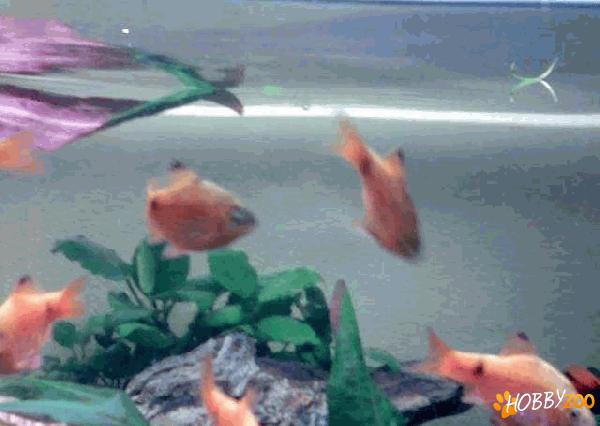 Acvariu complet decor