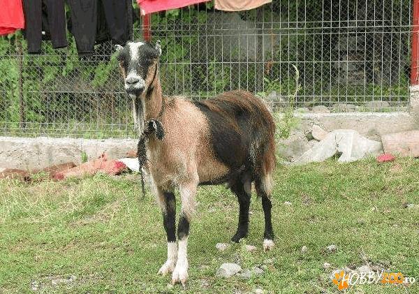 Capra alpina franceza a doua fatare
