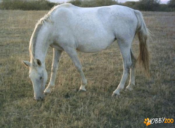 iepe lipitene cu pedigree