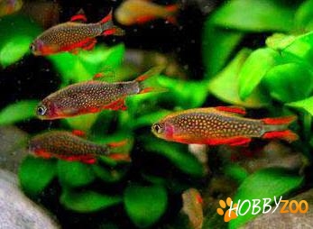  MiniRasbora Galaxy 