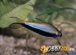 pesti nematobrycon palmeri