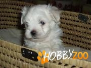 bichon malteze de la  crescator  bucuresti 