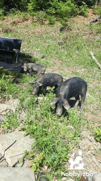 Porci iberici pentru consum sau reproducție