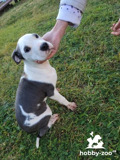 American pit bull terrier cățeluși