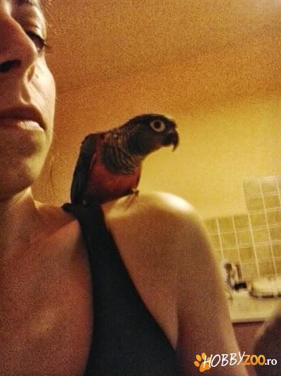 Vand papagal Conura Crimson Bellied