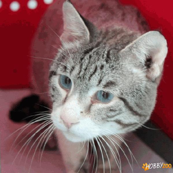 Blue, un motanel tanar superb