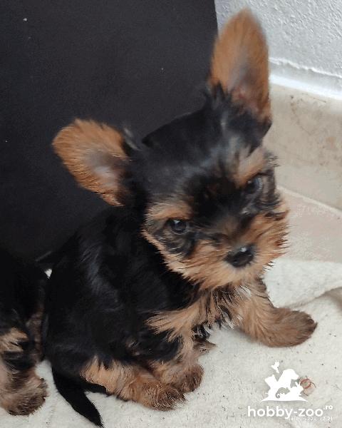 Pui Yorkshire terrier 