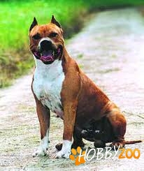 Cumpar pui de Amstaff 