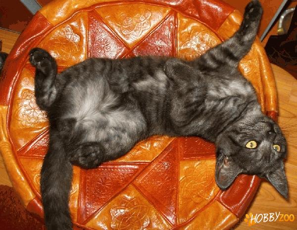Motan British Shorthair Tabby