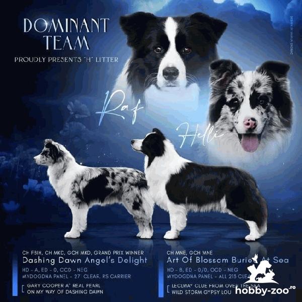 Border Collie catelusi de vanzare