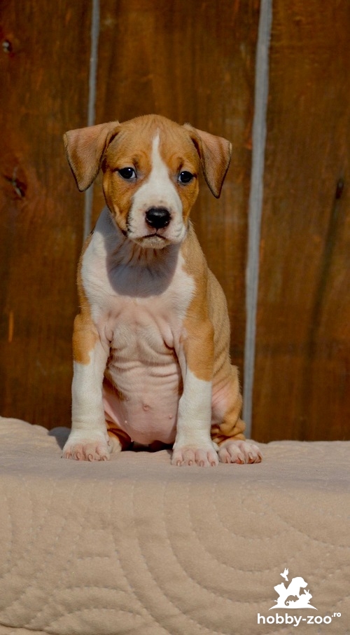 American Staffordshire Terrier