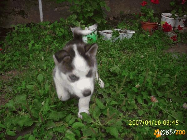 catei husky 500 ron