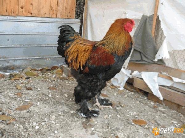 Brahma Potarnichiu. Pui si Oua . 2012