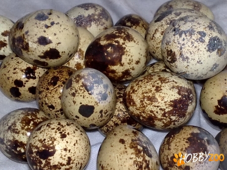 vand oua si pui prepelite