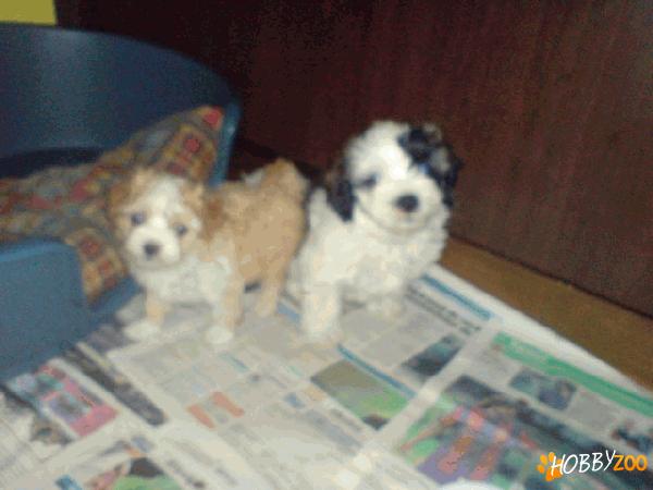 vand pui bichoni havanese foarte ie