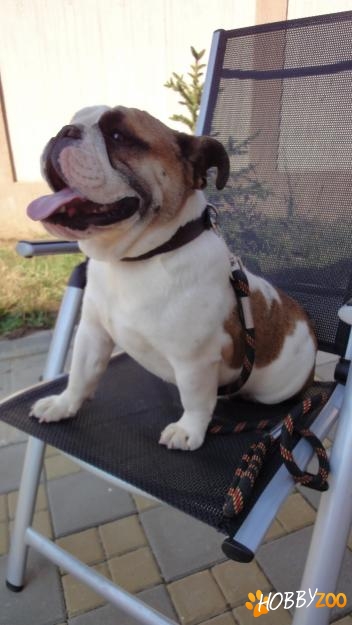 Femela tanara Bulldog Englez 