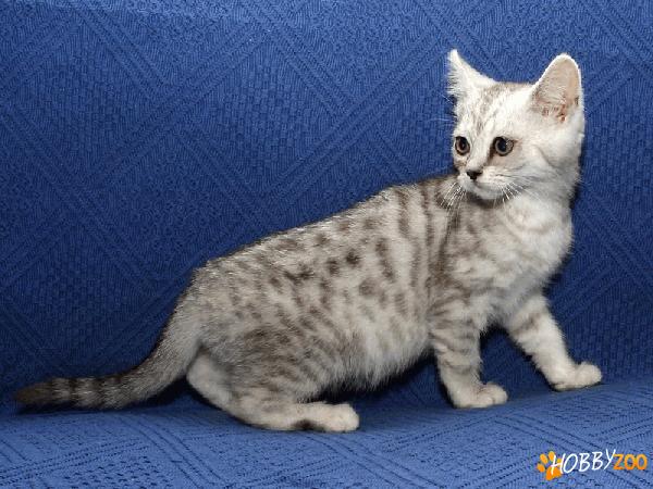 PUI SILVER  BENGAL - de vanzare