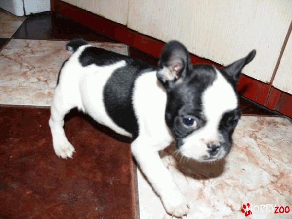 PUI BULDOG FRANCEZ
