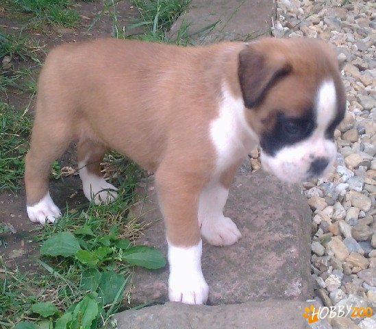 Oferta catei Boxer