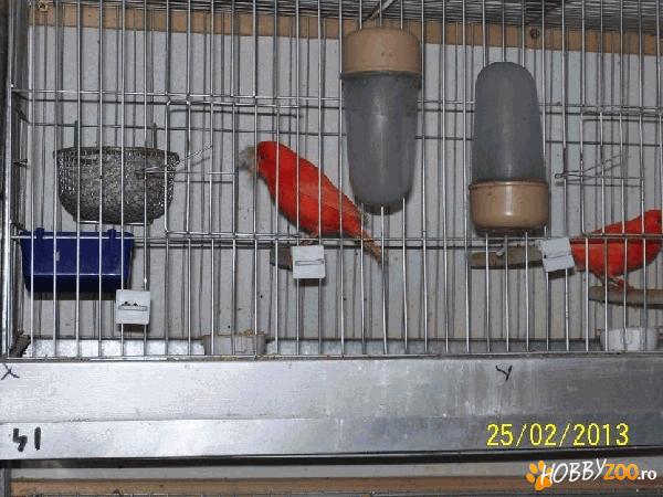 Canari foarte viu colorati