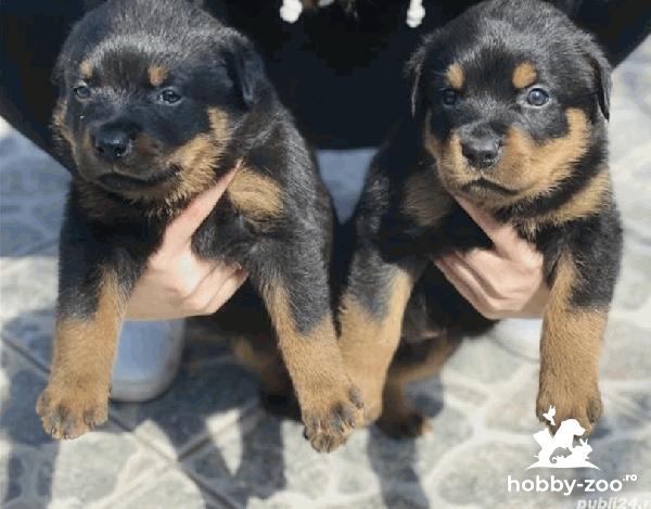 Vand pui rottweiller(3fetițe și 2 băieți) 