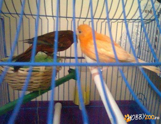canari cantec ornament reproductie
