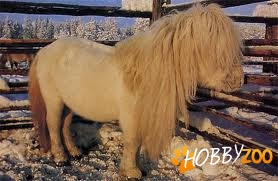 Calul Yakutian horse