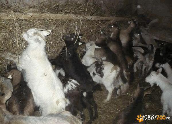 Capre de rasa autohtona