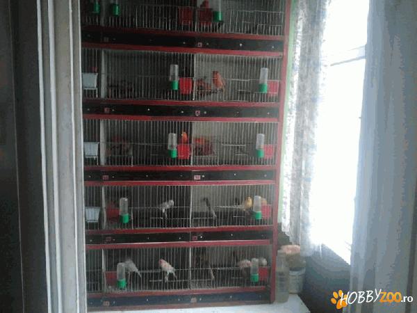 Vand 20 canari de culoare