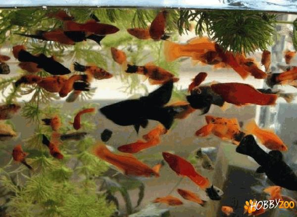 pesti exotici din speciile