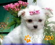 Bichon Maltese toata perioada