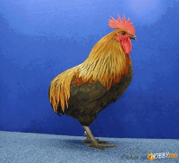 Pasari Rumpless Ardenner