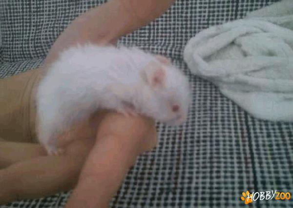pui de hamsteri sirieni albi