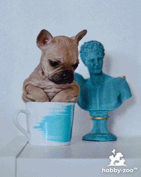 Buldog Francez de vânzare