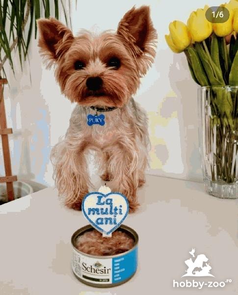 Puky Yorkshire Toy  imperechere