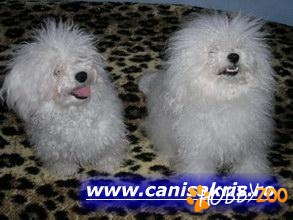 Catelusi Bichon Bolognese superbi!!