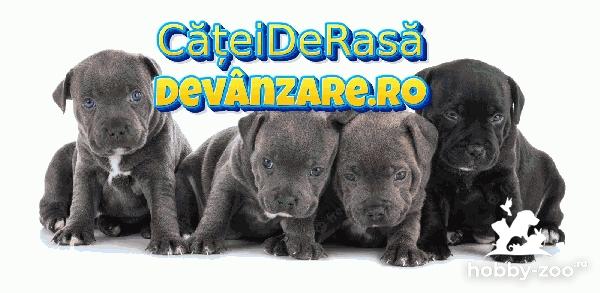 Catei Amstaff cu microcip si carnet de sanatate