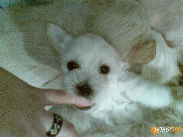 Bichon Maltese,6 saptamani !