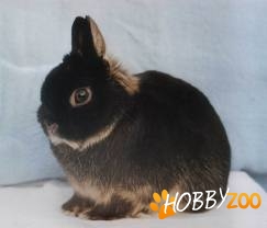Iepuri pitici Netherland Dwarf