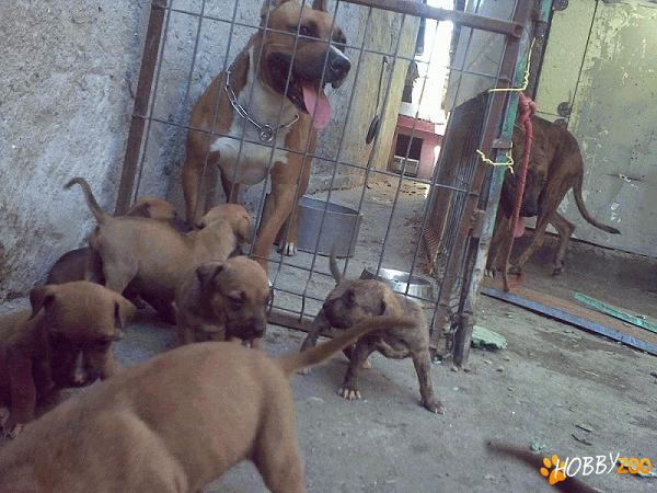 Pui Amstaff din parinti de exceptie