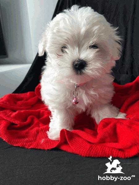 Puii bichon maltez  deparazitări 