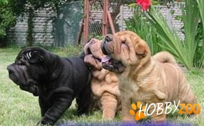 Catei Shar-Pei 